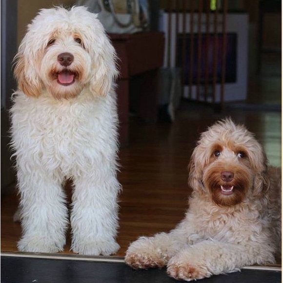 Meet your Posher, Mindy - Picture 7 of 13